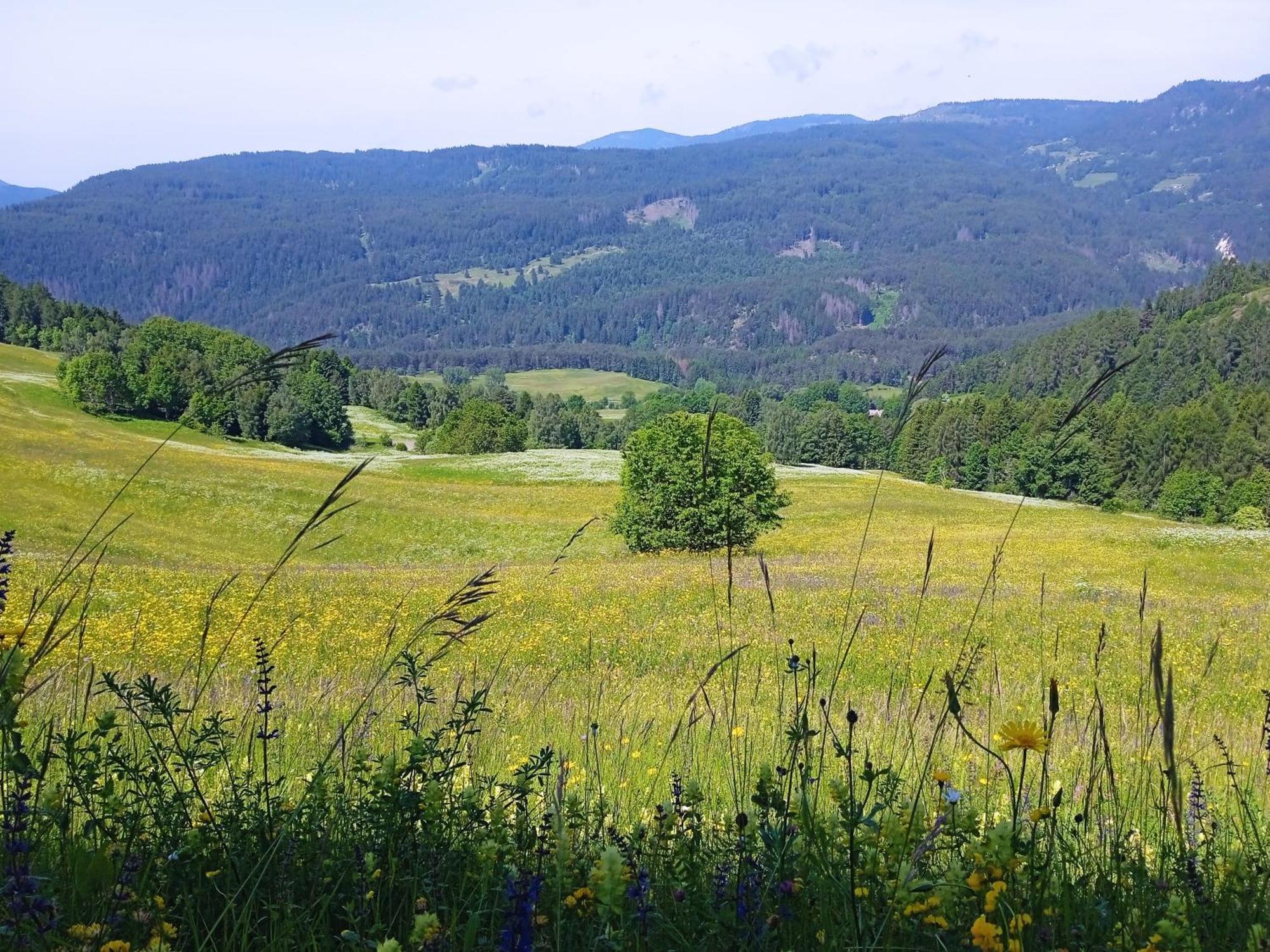 Appartamento Tiziana Val Di Fiemme Carano  Exterior foto